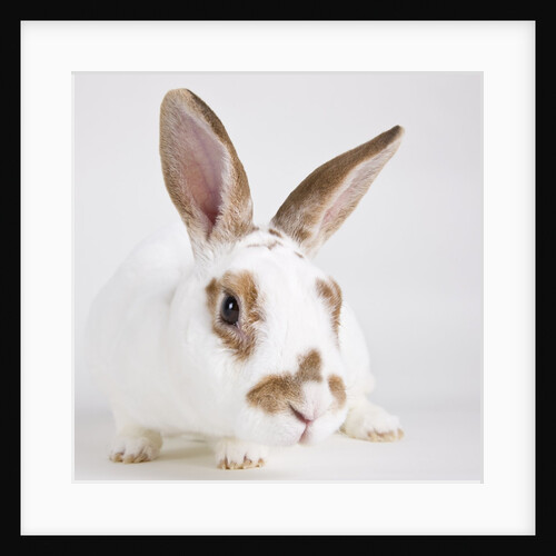 White and tan rabbit by Anonymous