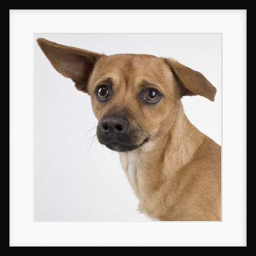 Dog with floppy ears by Anonymous