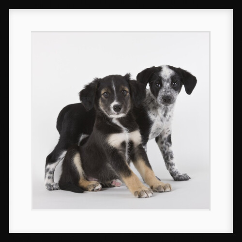 Brittany spaniel and Australian shepherd puppies by Anonymous
