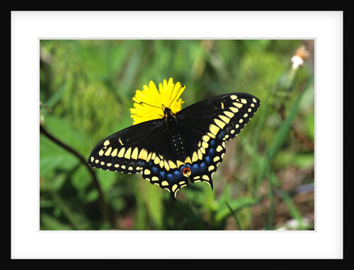 Short-tailed Black Swallowtail Butterfly (Papilio Brevicauda) Feeding on Common Dandelion, Prince Edward Island, Canada by Anonymous
