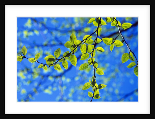 Spring Leaves, Irving Nature Park, Saint John, New Brunswick, Canada by Anonymous