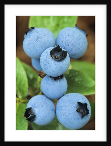 Detail of Ripe Blueberries on Shrubs, a Favorite Food of Birds, Canada by Anonymous