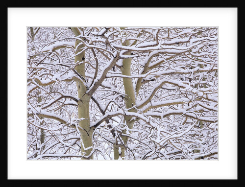 Trembling Aspens (populus Tremuloides) in Winter, Sudbury Ontario, Canada by Anonymous