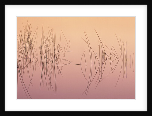 Hardsten Bulrush (scirpus Acutus) Manitoulin Island, Lake Mindemoya, Ontario, Canada by Anonymous