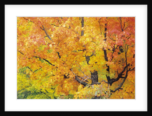 Red Maple in Autumn Foliage, Canada by Anonymous