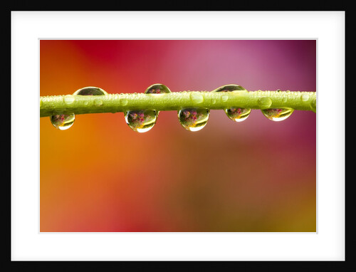 Raindrops on Graden Flower Stem, Canada by Anonymous