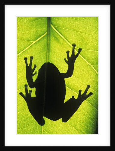 Silhouette of an Eastern Tree Frog (hyla Versicolor) Clinging to a Leaf, Walden, Ontario, Canada by Anonymous