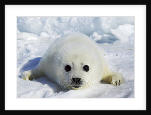 Harp Seal on the Ice in the Gulf of St Lawrence, Maritime Provinces, Canada by Anonymous