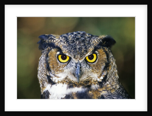 Great Horned Owl (Bubo Virginianus) Portrait, Canada by Anonymous