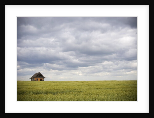 Barley Field and Abandoned Farmhouse, Raymore, Saskatchewan, Canada by Anonymous