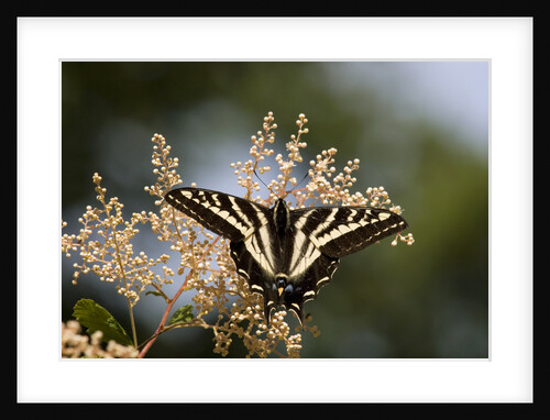 Pale Swallowtail Butterfly, Canada by Anonymous