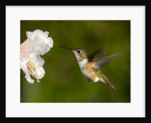 Rufous Hummingbird, Canada. by Anonymous