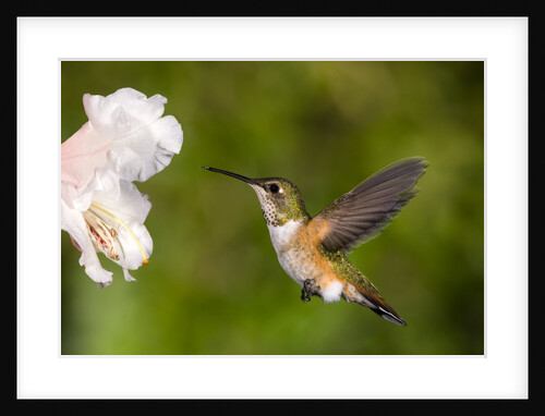 Rufous Hummingbird, Canada. by Anonymous