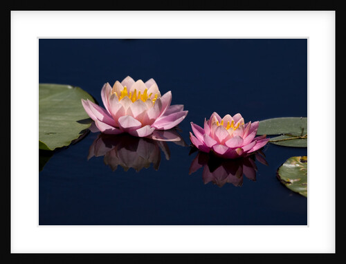Water Lily, Canada. by Anonymous