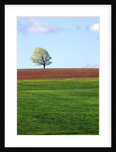 Lone Tree Blowing in Wind Near Sussex, New Brunswick, Canada. by Anonymous