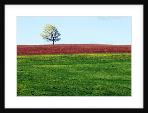 Lone Tree in Spring Field Near Sussex, New Brunswick, Canada. by Anonymous