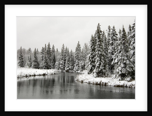 Fresh, Heavy, Wet Snow on Trees Along Banks of Junction Creek, Lively, Ontario, Canada. by Anonymous