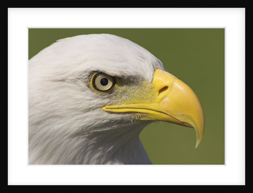 Bald Eagle Head Detail, British Columbia, Canada. by Anonymous