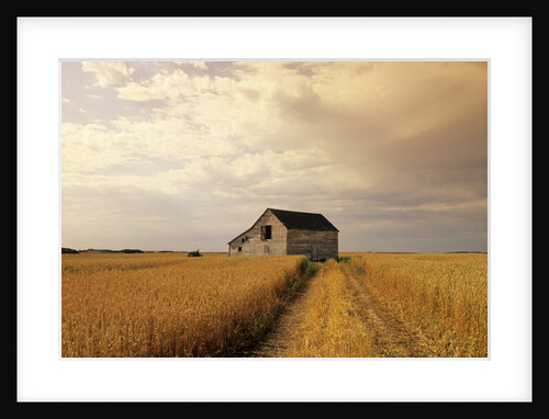 Old Barn in Maturing Spring Wheat Field, Tiger Hills, Manitoba, Canada. by Anonymous