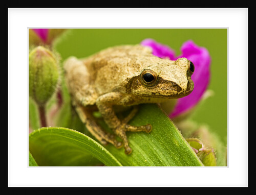 Spring Peeper (Hyla Crucifer) Sitting on Garden Spiderwort Flower, Lively, Ontario, Canada. by Anonymous