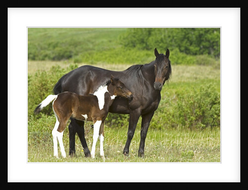 Horses (Equus Caballus) Female with Paint Foal, Ranch, Southwest Alberta, Canada. by Anonymous