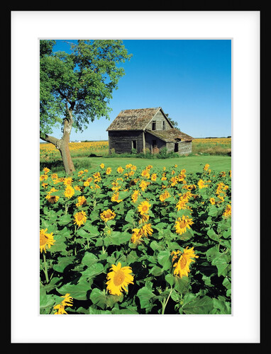 Sunflower Field, Old House, Beausejour, Manitoba, Canada. by Anonymous