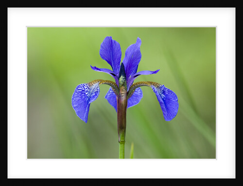 Japanese Iris (Iris Japonica), Canada. by Anonymous
