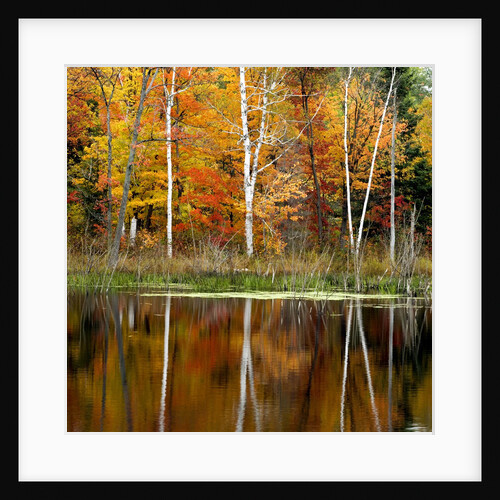 Autumn Colour Reflected in a Beaver Pond, Point Au Baril, Ontario, Canada. by Anonymous