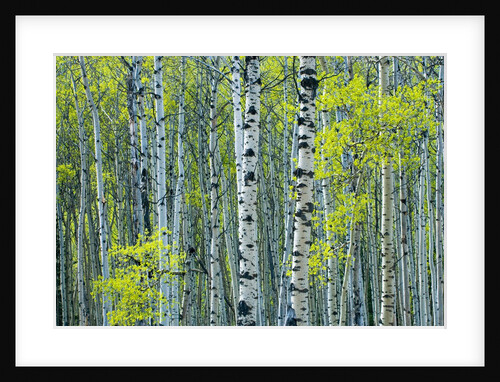 Spring Foliage on Trembling Aspen, Jasper National Park, Alberta, Canada. by Anonymous