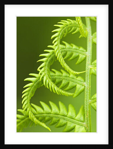 Cinnamon Fern (Osmunda Cinnamomea) Detail of Emerging Fronds, Lively, Ontario, Canada. by Anonymous