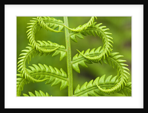 Cinnamon Fern (Osmunda Cinnamomea) Detail of Emerging Fronds, Lively, Ontario, Canada. by Anonymous