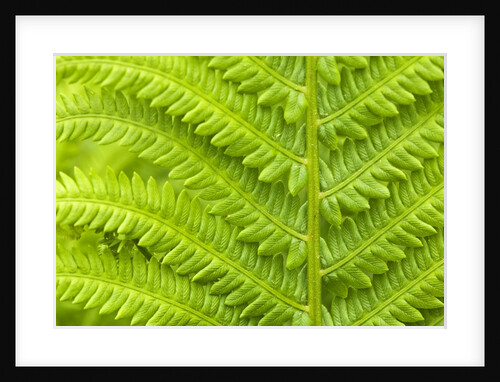 Cinnamon Fern (Osmunda Cinnamomea) Detail of Emerging Fronds, Lively, Ontario, Canada. by Anonymous