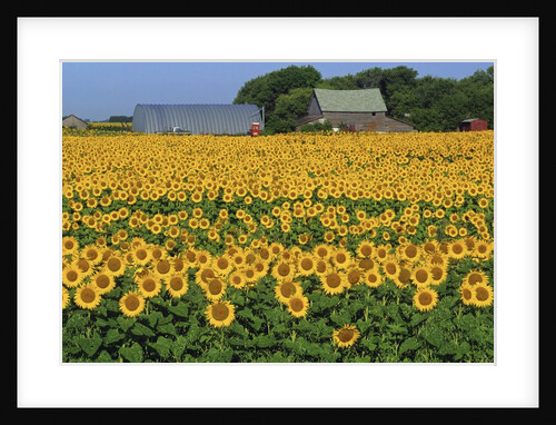 Sunflowers and Farm, Dugald, Manitoba, Canada. by Anonymous