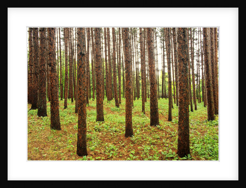 Pine Grove, La Seigneure Des Aulnaies, Quebec, Canada. by Anonymous