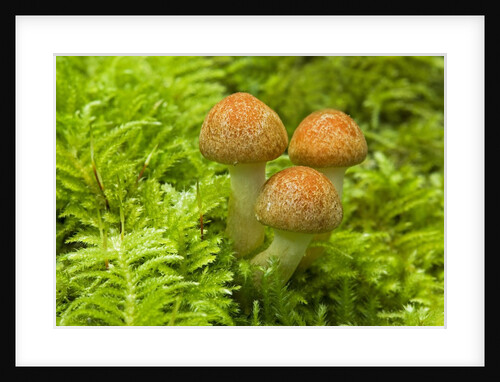 Mushroom, Vancouver Island, British Columbia, Canada. by Anonymous