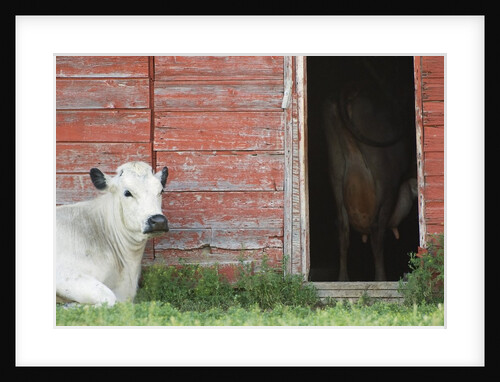 Cows and Red Barn, Southern Saskatchewan, Canada by Anonymous