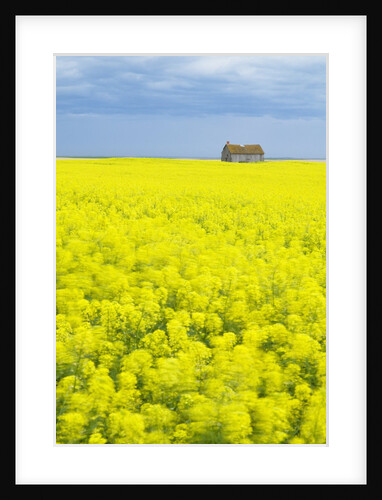 Barn and Canola Field, Southern Saskatchewan, Canada by Anonymous