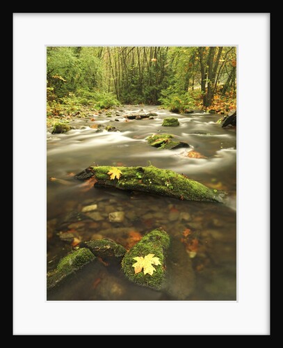 A Stream Flows Through the Rainforest at Goldstream Provincial Park Near Victoria, British Columbia, Canada. by Anonymous