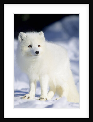 Adult Arctic Fox (Alopex Lagopus) Foraging on the Shoreline, Hudson Bay, Arctic Manitoba, Canada by Anonymous