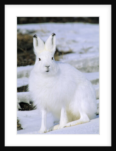 Adult Arctic Hare (Lepus Arcticus), Banks Island, Northwest Territories, Arctic Canada by Anonymous