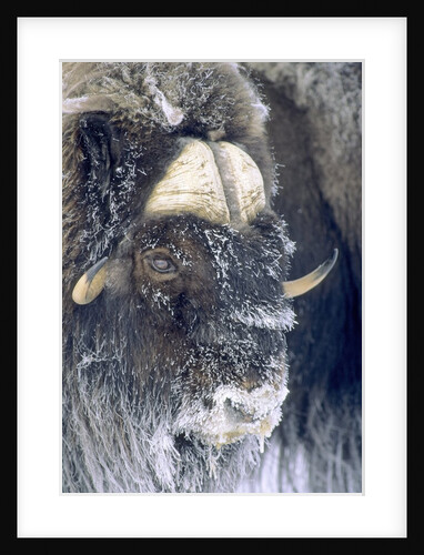 Adult Bull Muskox (Ovibos Moschatus) Covered with Frost. Banks Island, Northwest Territories, Arctic Canada. by Anonymous