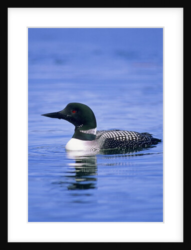 Adult Common Loon (Gavia Immer), Northern Saskatchewan, Canada by Anonymous