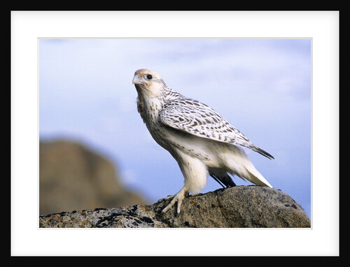 Juvenile Gyrfalcon (Falco Rusticolus), Ellesmere Island, Nunavaut, Arctic Canada by Anonymous