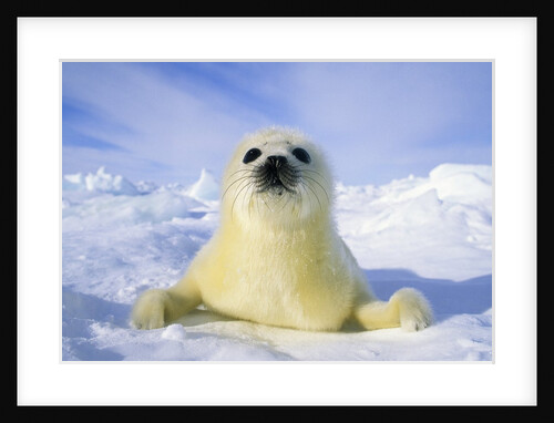 Newborn Harp Seal (Phoca Groenlandica) Pup (yellowcoat), Gulf of the St. Lawrence River, Canada. Natal Coat Stained Yellow by Amniotic Fluid.