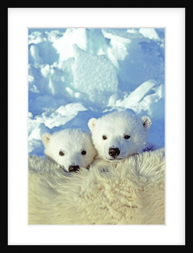 Three-month Old Twin Polar Bear Cubs (Ursus Maritimus) Resting on Their Mother's Back, Coastal Hudson Bay, Canada. by Anonymous