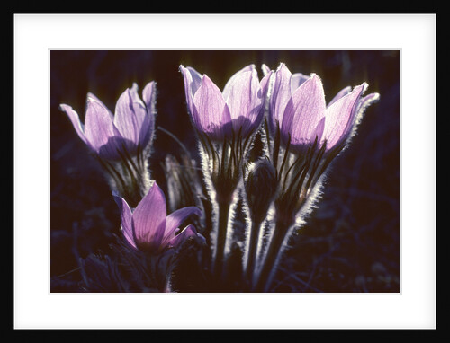 Prairie Crocus (Anemone Patens), Prairie Saskatchewan, Canada by Anonymous