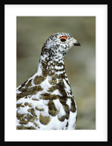 Adult Male White-tiled Ptarmigan (Lagopus Leucurus) in Late Spring Plumage, Northern Rocky Mountains, Alberta by Anonymous