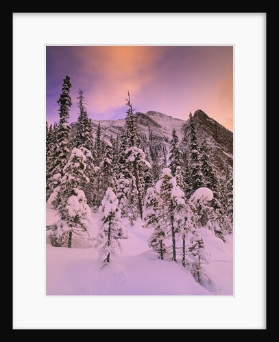 Snow Covered Trees at Lake Louise, Banff National Park, Alberta Canada by Anonymous