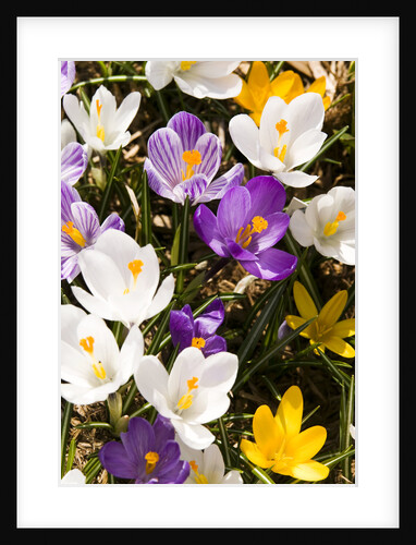 White Crocus Giant Mixed Assorted Colours Crocus Vernus, Montreal, Quebec, Canada by Anonymous