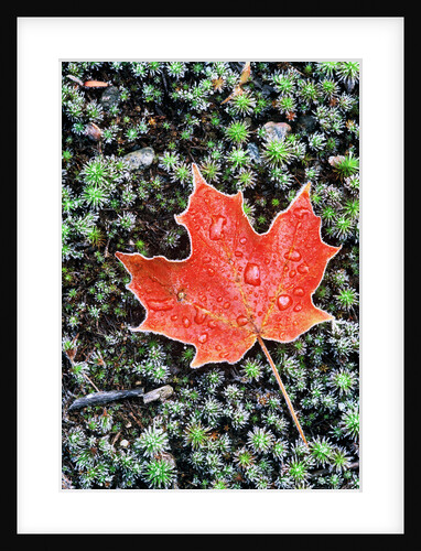 Frost on Autumn Sugar Maple Leaf and Haircap Moss, Muskoka, Ontario, Canada. by Anonymous